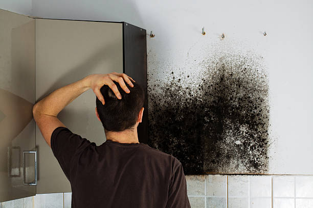 Best Mold Removal Company Near Me  in Williamston, SC